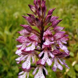 Orchideen, Heilkräuter & Blütenpracht  Wanderung im Naturschutzgebiet Waldstetten
