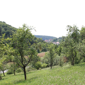 Ortsportrait Höpfingen