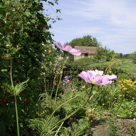 Blüten in einem Bauerngarten