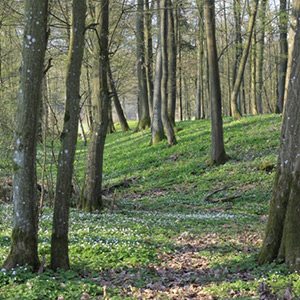 Waldboden mit verschiedenen Erhöhungen