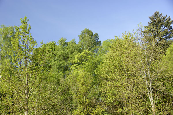 Verschiedene Baumkronen