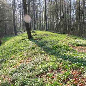 Schanze im Waldboden