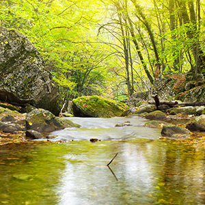 Bach im Wald