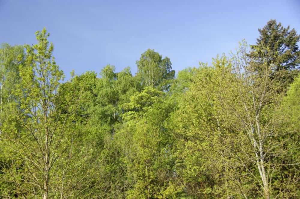 Verschiedene Baumkronen